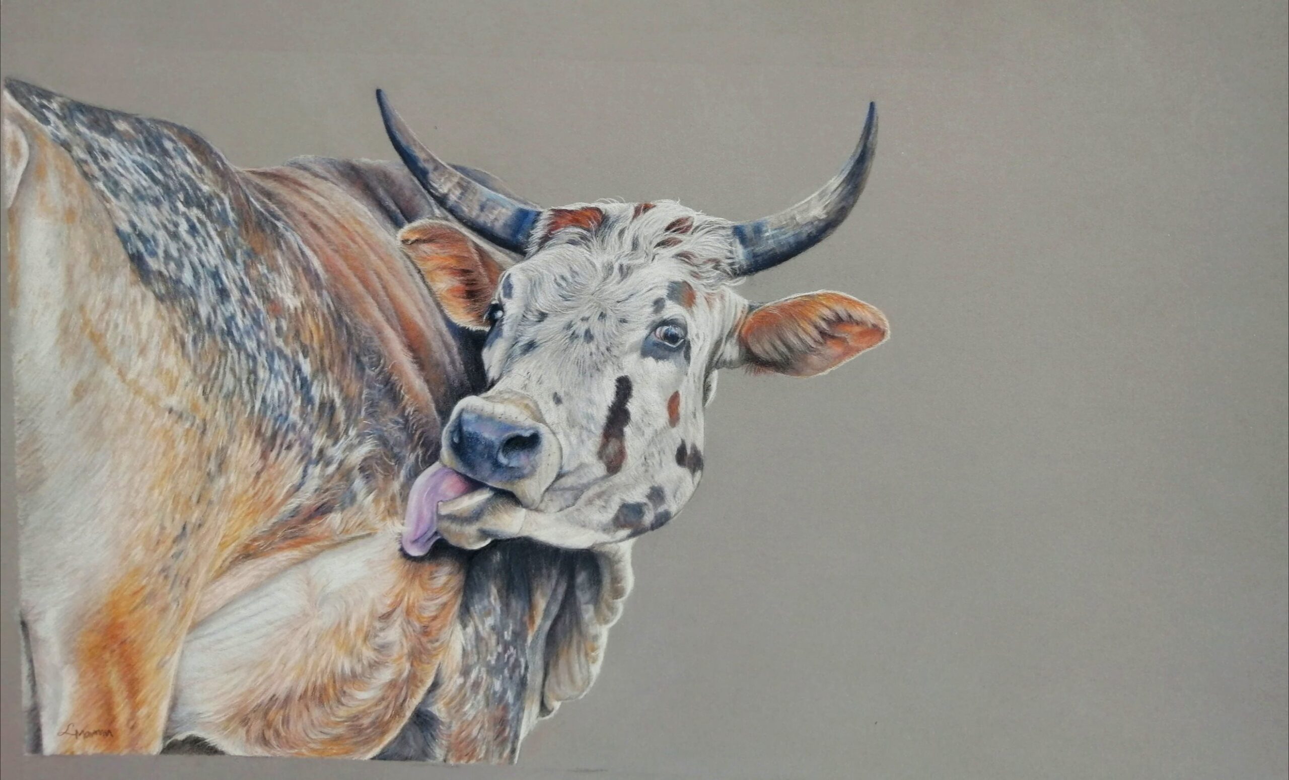 Cows Lick - SOLD
