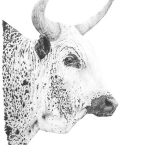 Nguni I