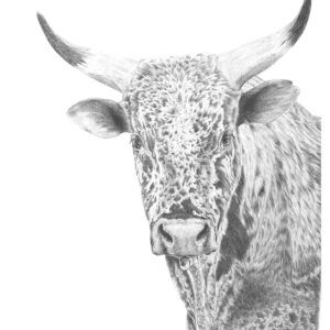 Nguni II
